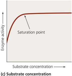 Effect of substrate concentration on enzyme activity