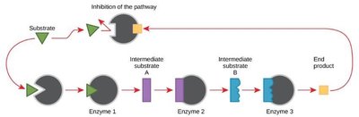 Feedback inhibition in metabolic pathway