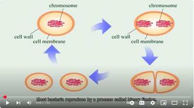 Illustration of binary fission process