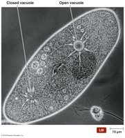 Contractile vacuoles in protozoa