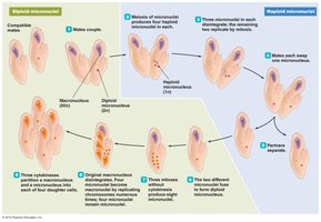 Sexual reproduction via conjugation in ciliates