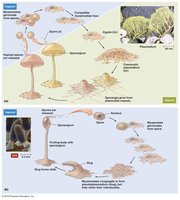 Life cycles of slime molds