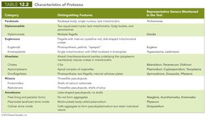 Characteristics of protozoa table