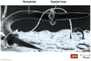 Fungal predation of nematode