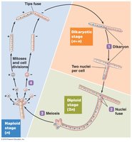 Sexual reproduction in fungi