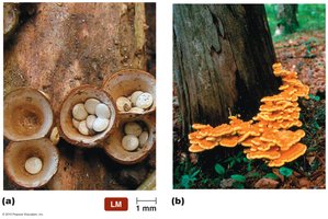 Basidiocarps (fruiting bodies)