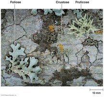 Lichen morphology