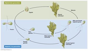 Alternation of generations in algae