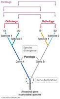 Paralogs and orthologs in gene evolution