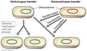 Vertical vs. horizontal gene transfer mechanisms