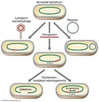 Mobile genetic elements and their roles