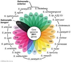 Core genome and pan genome in Salmonella