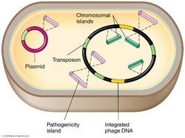Chromosomal islands and mobile elements in a bacterial cell