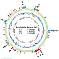 Genome map showing pathogenicity islands in E. coli