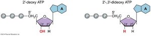 Structure of dideoxy ATP and its role in Sanger sequencing