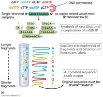 Sanger sequencing process and capillary electrophoresis