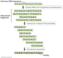 Genome assembly process from fragments to contigs