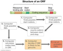 Structure and identification of an ORF