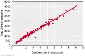 Correlation between genome size and ORF content