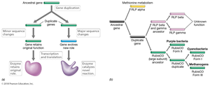 Gene duplication and evolution of new functions