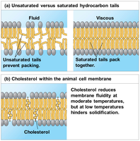 Diagram showing effects of unsaturated vs. saturated fatty acids and cholesterol on membrane fluidity