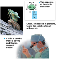 Chitin structure and its role in fungi and arthropods