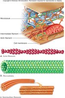 Diagram of cytoskeleton showing microtubules, intermediate filaments, and actin filaments