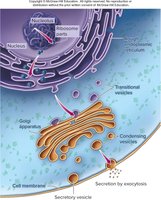 Diagram of the endomembrane system: nucleus, ER, Golgi, vesicles