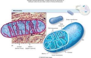 Diagram of mitochondrion showing inner and outer membranes, cristae, and matrix