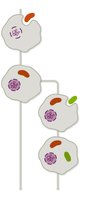 Diagram of endosymbiotic theory showing evolution of mitochondria and chloroplasts