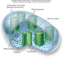 Diagram of chloroplast showing thylakoids, grana, and stroma