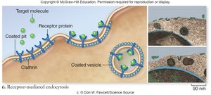 Diagram of receptor-mediated endocytosis with clathrin-coated vesicle formation