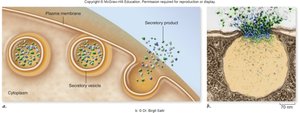 Diagram of exocytosis showing vesicle fusion and secretion