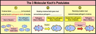 The 3 Molecular Koch's Postulates