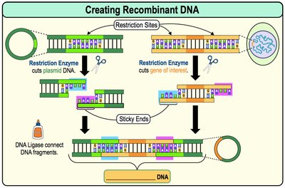 Creating recombinant DNA: restriction enzyme digestion and ligation