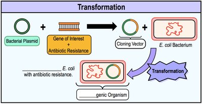 Transformation: introducing recombinant plasmid into E. coli, selecting for antibiotic resistance