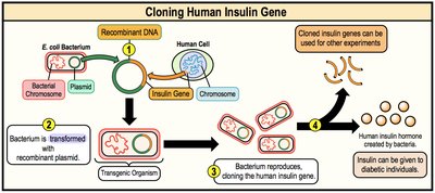 Cloning human insulin gene: recombinant DNA, transformation, and insulin production