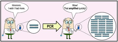 PCR amplification: before and after, showing increased DNA copies