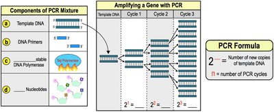 PCR components and amplification cycles
