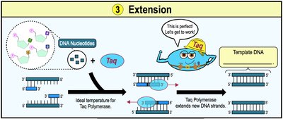 Extension: Taq polymerase synthesizes new DNA strands at optimal temperature