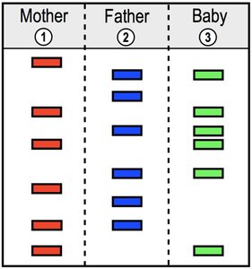 Gel electrophoresis example: parentage testing