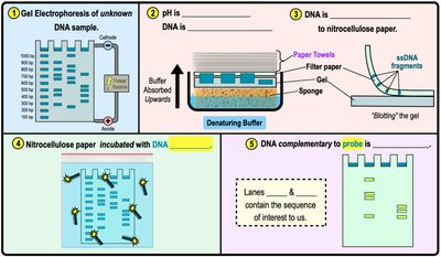 Southern blotting: transferring DNA and probe hybridization