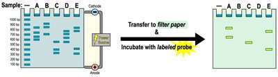 DNA fingerprinting: STR variation among individuals