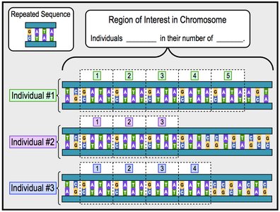 Dideoxy sequencing: chain termination and gel analysis