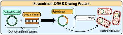 Recombinant DNA and cloning vectors: combining plasmid and gene of interest, introducing into bacteria
