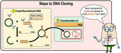 Steps to DNA cloning: creating recombinant DNA and transforming bacteria
