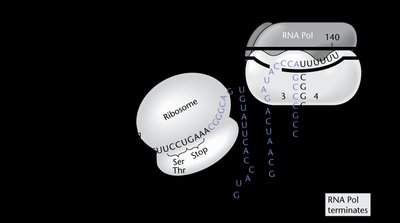Ribosome covers regions 1 and 2 under high tryptophan, leading to termination