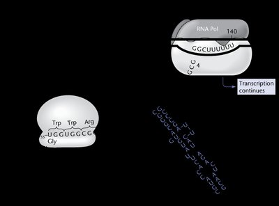 Ribosome stalls at trp codons under low tryptophan, allowing transcription to continue