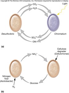 Examples of microbial cooperation in nutrient cycling