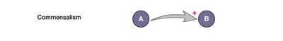 Diagram of commensalism showing benefit to one organism